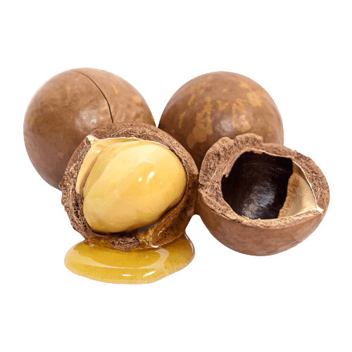 Macadamia Png Picture (gray, chocolate, olive, black, salmon)