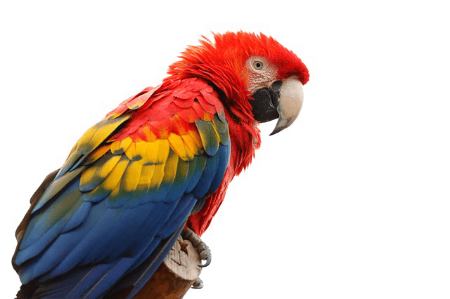 Macaw Png Clipart (navy, black, teal)