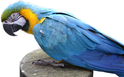 Macaw Png Free Download (indigo, black, teal)