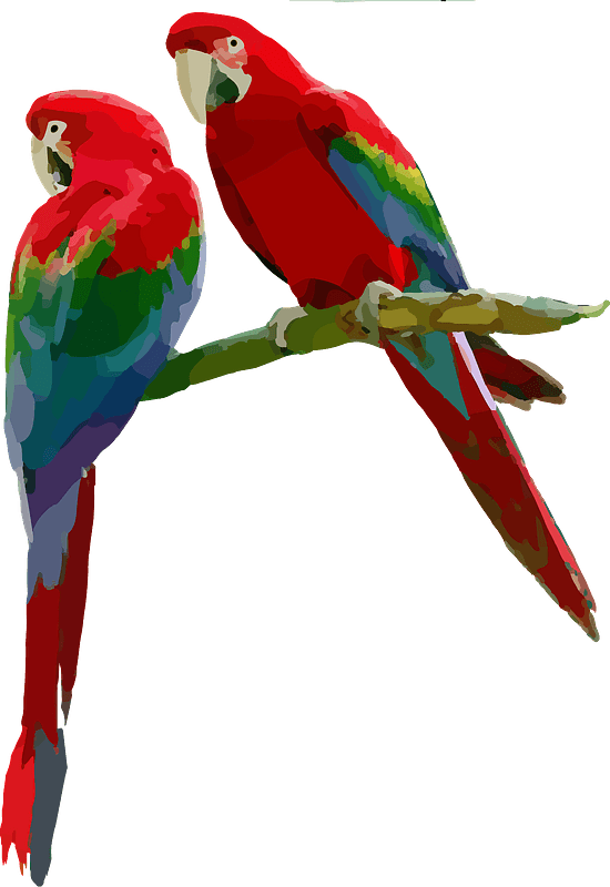 Macaw Png Image (red, maroon, gray, black)