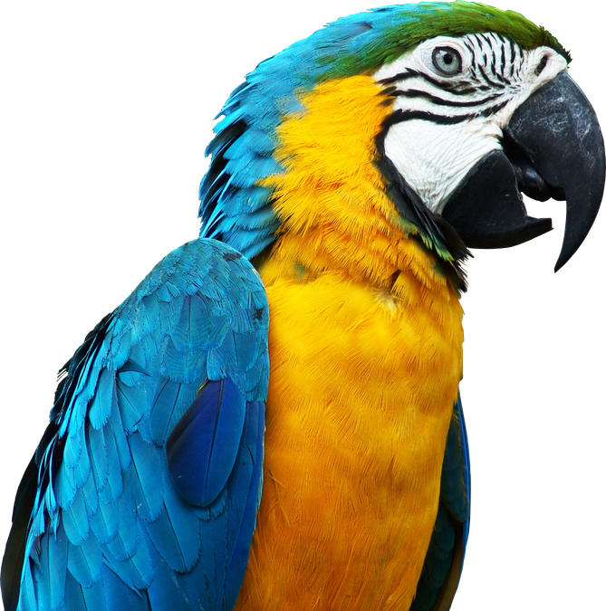 Macaw Png Isolated Image (lavender, black, gold)