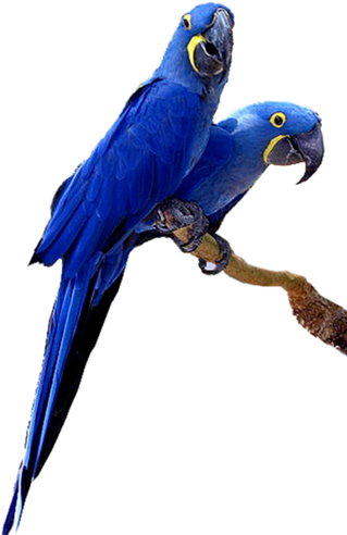 Macaw Png Isolated Photo (navy, black)