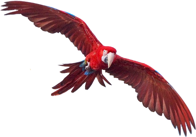 Macaw Png Photo (black)