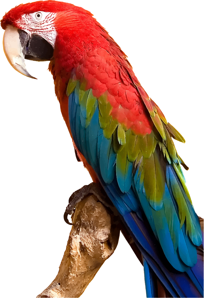 Macaw Png Pic (chocolate, black)