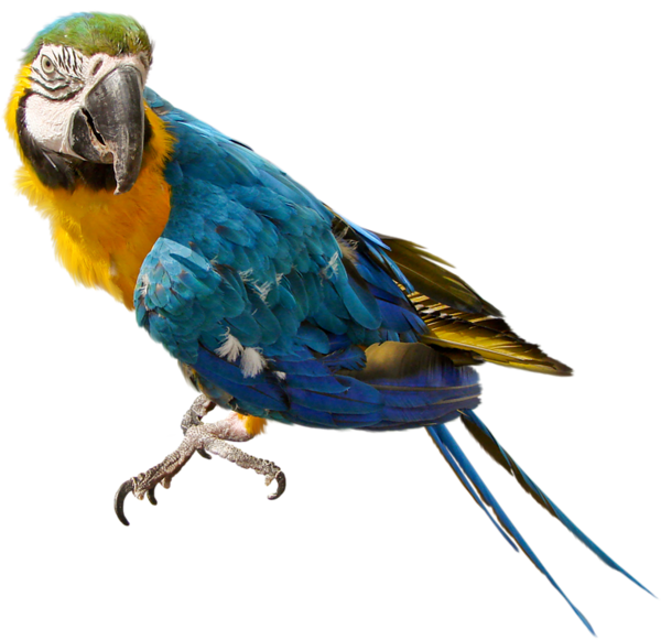 Macaw Png Picture (chocolate, black)