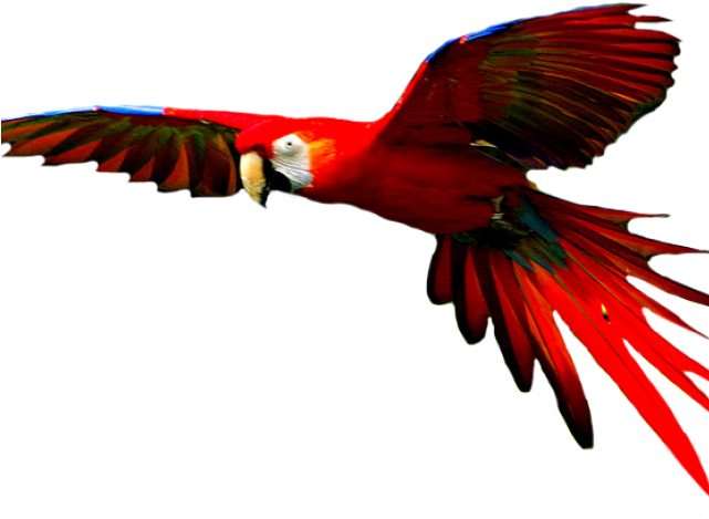 Macaw Png Transparent (red, maroon, black)