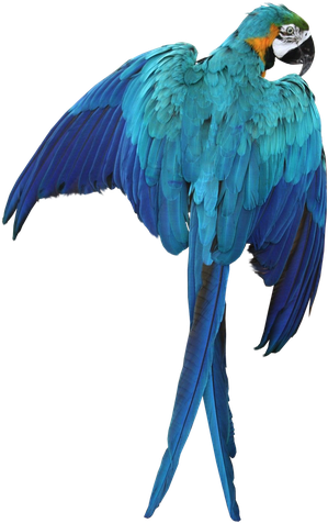 Macaw Png (black)