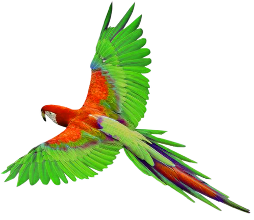 Macaw Transparent Png (black)