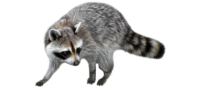 Raccoons Download Png Image (gray, beige, white)