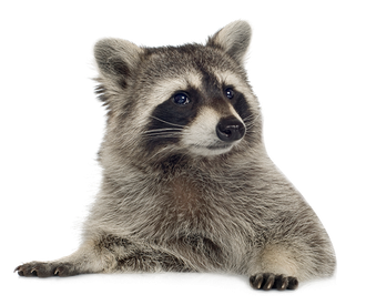 Raccoons Png Clipart (gray, lavender, black, white)