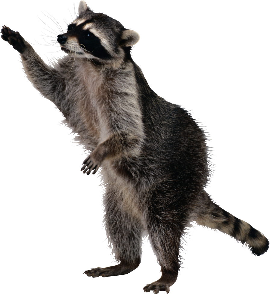 Raccoons Png File (black)