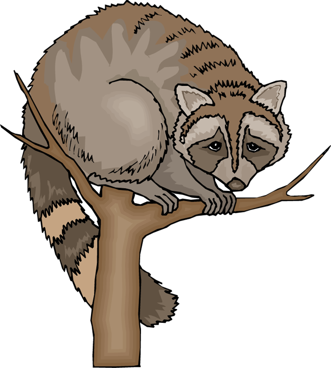 Raccoons Png Free Download (gray, black, white)