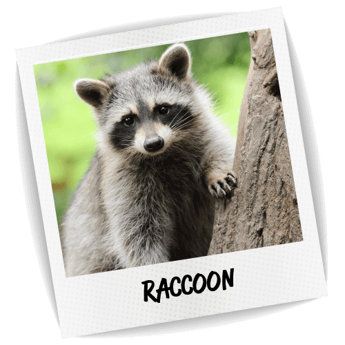 Raccoons Png Image (lavender, black, white)