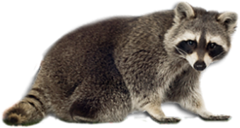 Raccoons Png Isolated File (olive, black, maroon)