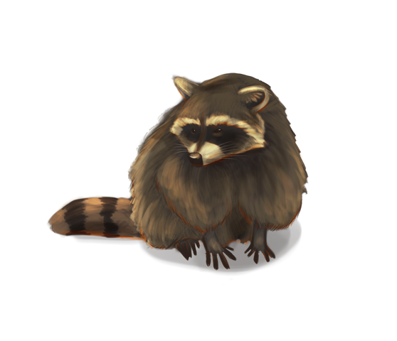 Raccoons Png Isolated Image (gray, silver, black, white)