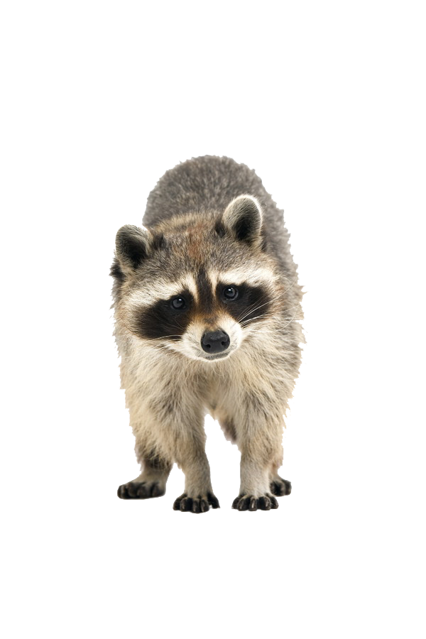 Raccoons Png Isolated Photo (gray, white)