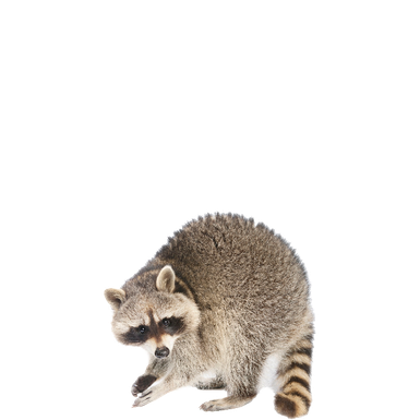 Raccoons Png Photos (gray, indigo, silver, black)