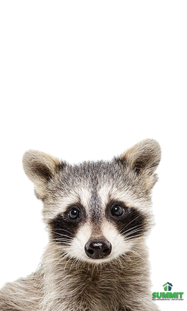 Raccoons Png Picture (silver, gray, indigo, black)