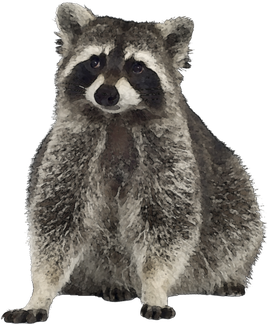 Raccoons Png Transparent (gray, indigo, black)