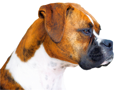 Face Boxer Dog Png (black, white)