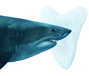 Face Megalodon Shark Png File (white, mint, black)