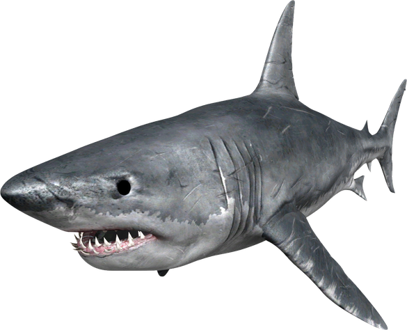 Face Megalodon Shark Png Image (gray, indigo, black)