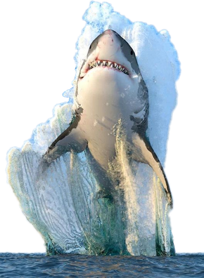 Face Megalodon Shark Png Photos (teal, silver, black, gray)