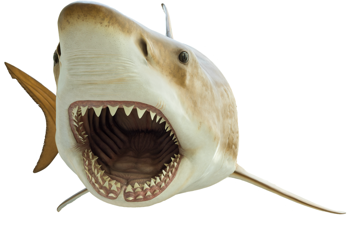 Face Megalodon Shark Transparent Png (silver, black)