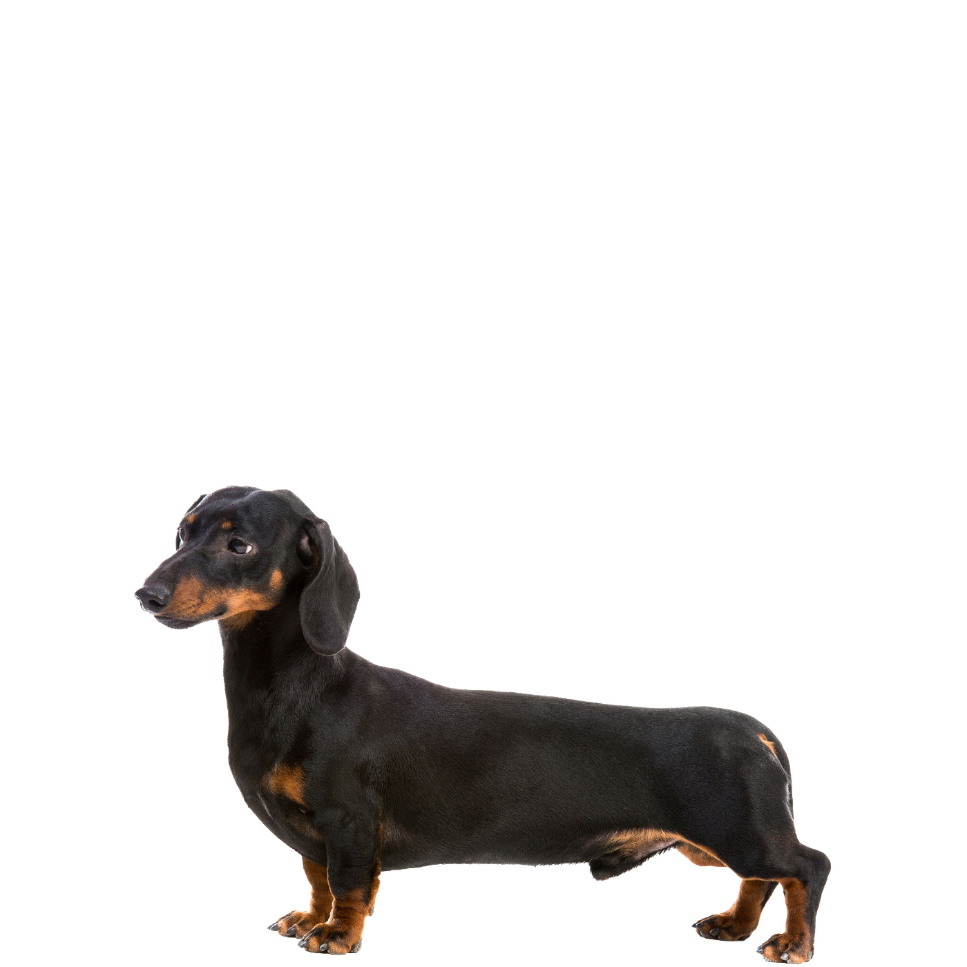 Dachshund Black Png Cutout (indigo, gray, white, black, lavender)