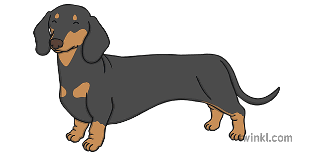 Dachshund Black Png Picture (indigo, gray)