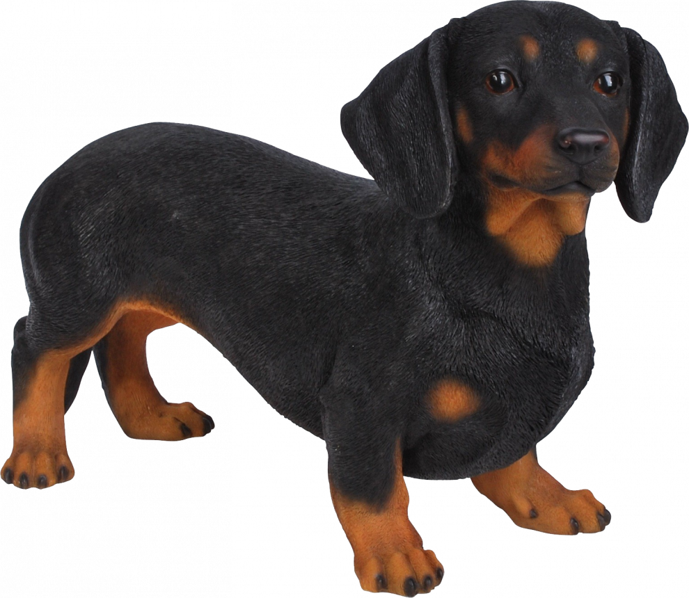 Dachshund Black Png (black)