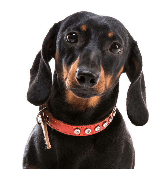 Dachshund Black (black, gray)