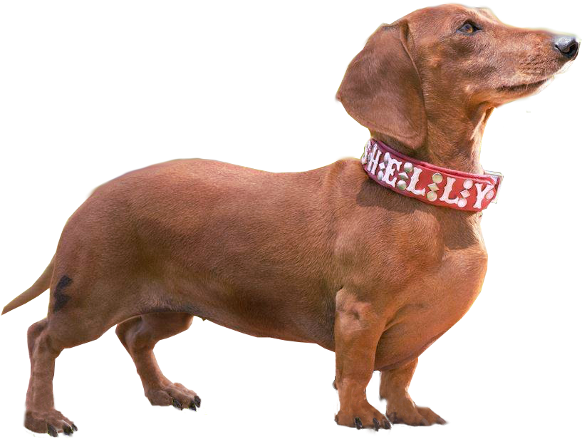 Dachshund Cute Png Clipart (black, maroon, gray)