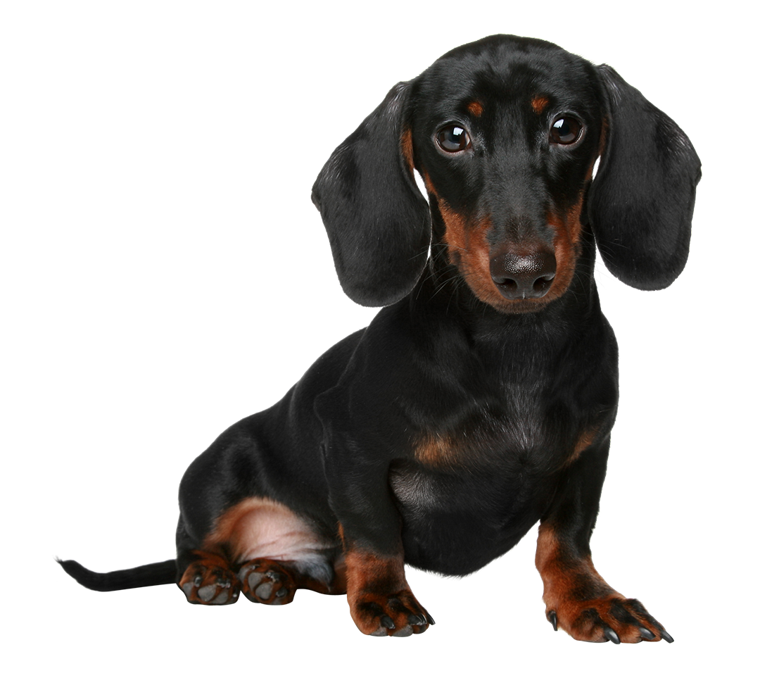 Dachshund Cute Png Cutout (black, gray, white)