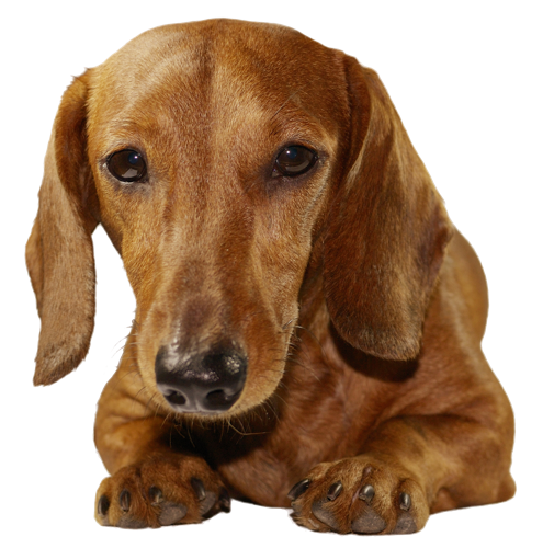 Dachshund Cute Png Hd Image (black, gray)