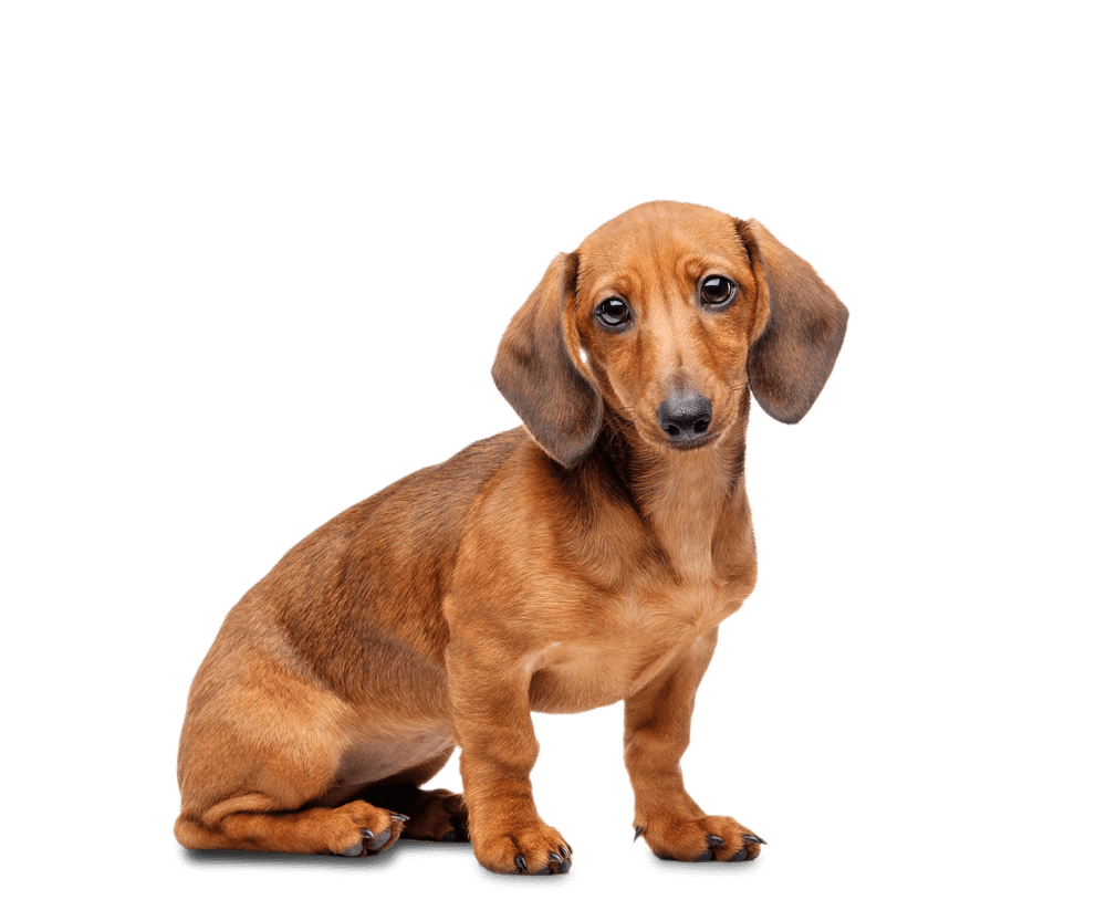 Dachshund Cute Png Image (chocolate, black)