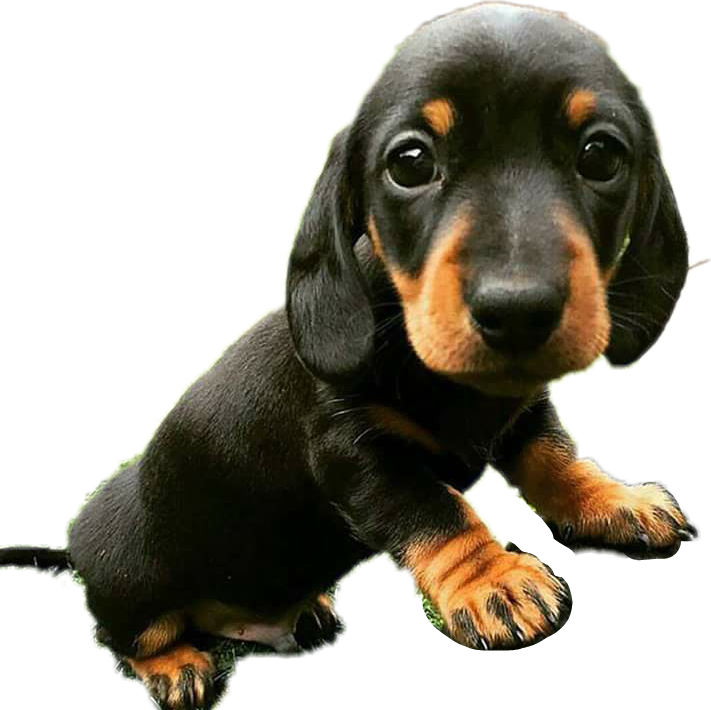 Dachshund Cute Png Images (black)