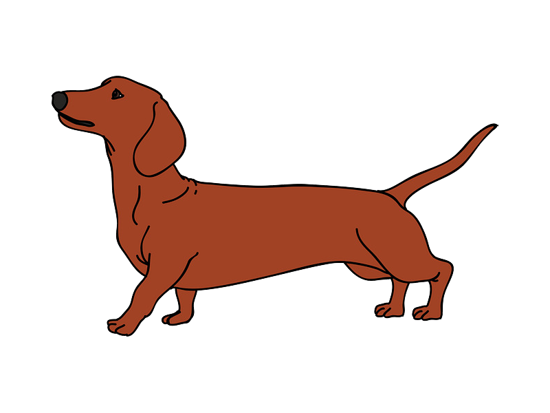 Dachshund Cute Png Photo (chocolate, white)