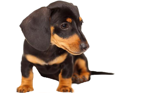 Dachshund Cute Png Pic (indigo, black)