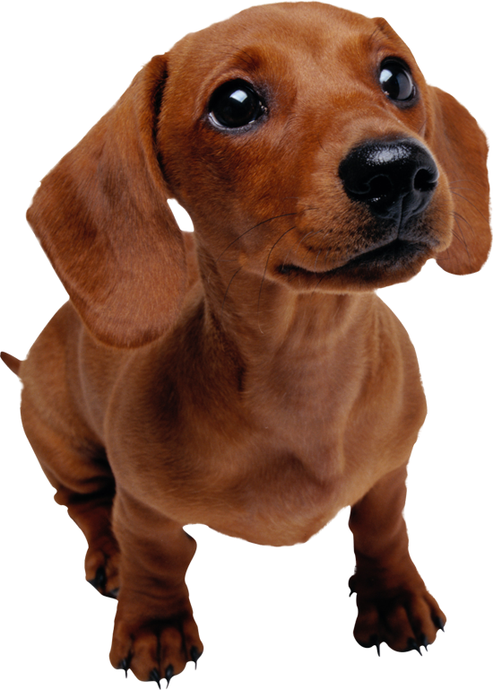 Dachshund Cute Png Picture (olive, gray, white, black, beige)