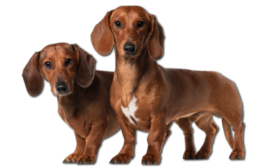 Dachshund Png Clipart (black, gray, white, silver)