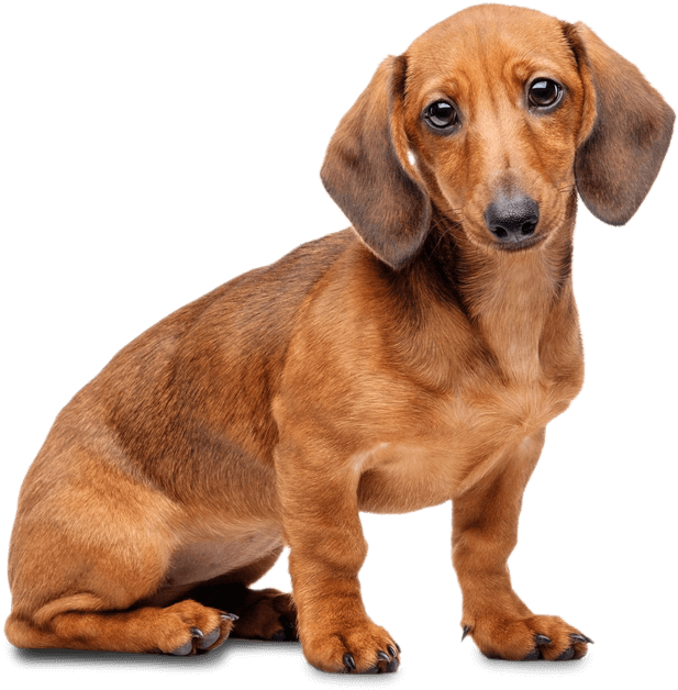 Dachshund Png File (chocolate, black)