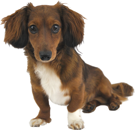 Dachshund Png Photo (black)