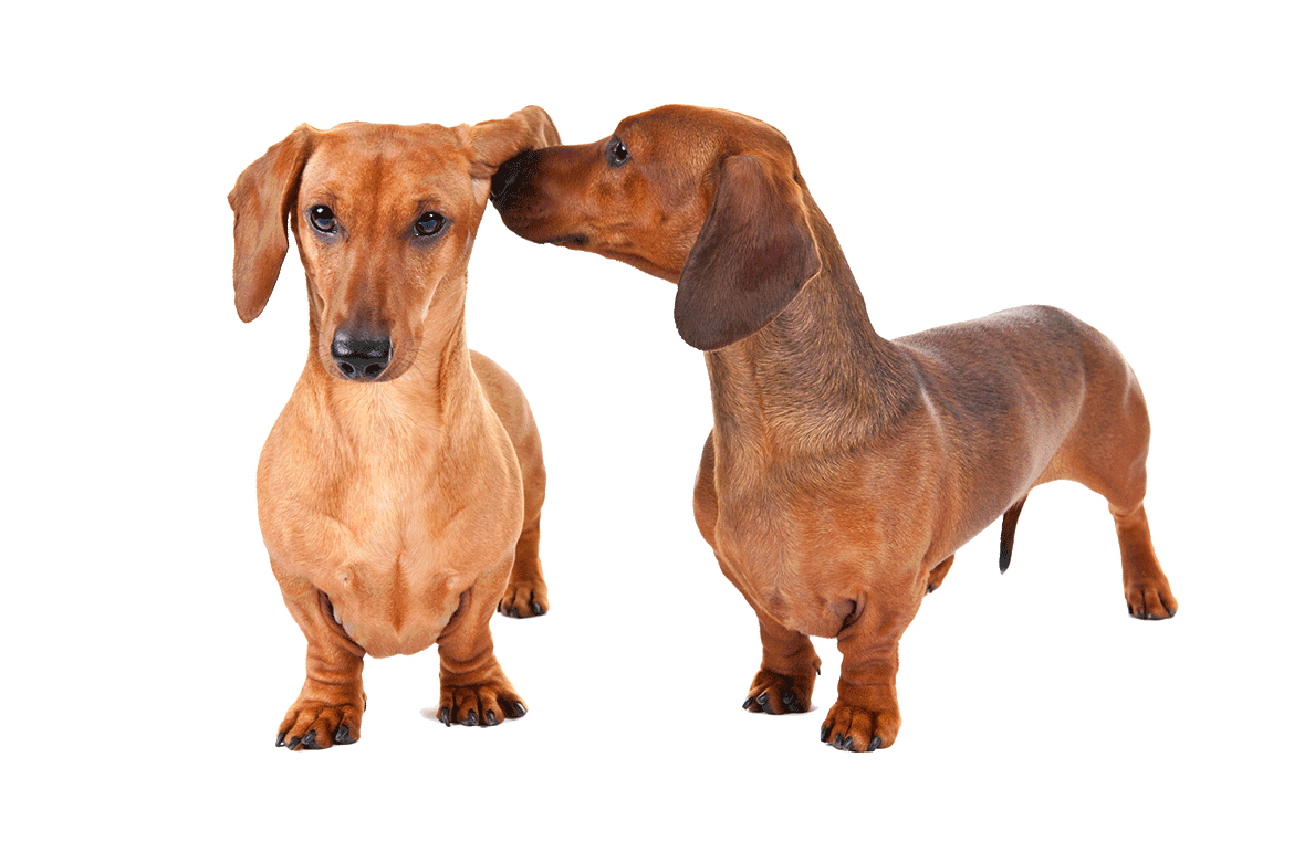 Dachshund Png Picture (white)