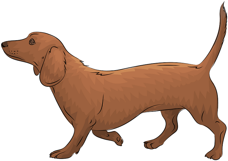 Dachshund Png (chocolate, black, olive)