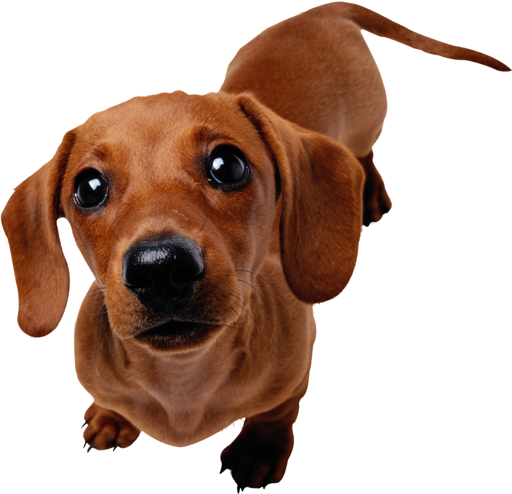 Dachshund Transparent (black)