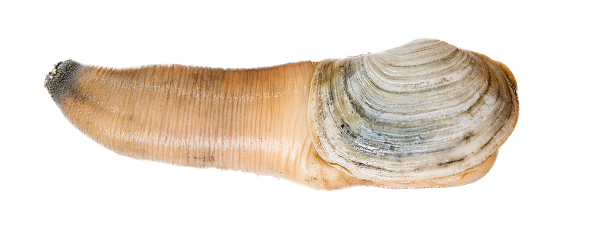 Pacific Geoduck Png File (white, silver, beige, salmon)