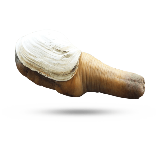 Pacific Geoduck Png Hd (white, black)