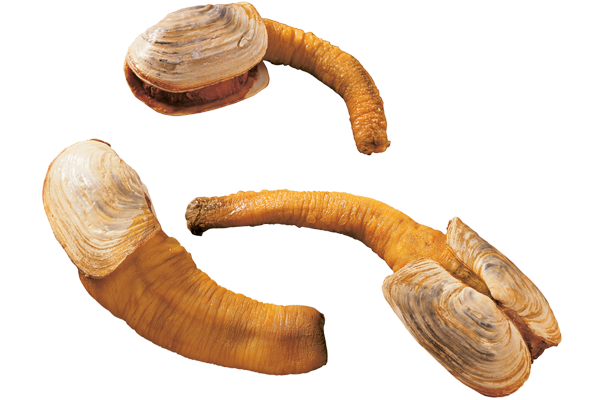 Pacific Geoduck Png Pic (white, silver, pink, beige)