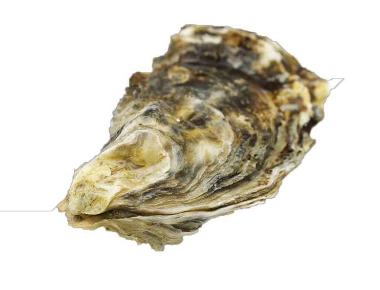 Pacific Oyster Png Hd Isolated (beige, gray, pink, black)